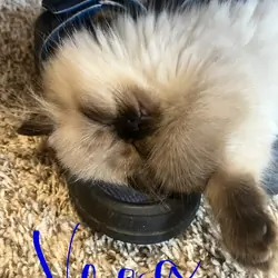 Himalayan kittens