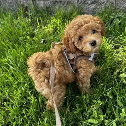 Beautiful Poodle puppy