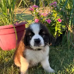 Purebred Saint Bernard AKC