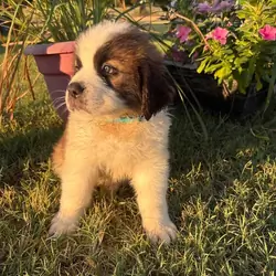 Purebred Saint Bernard AKC