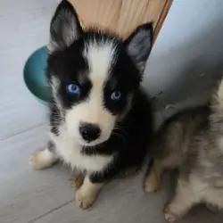Siberian huskies