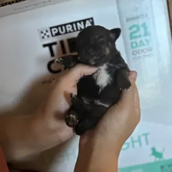 Chihuahuas