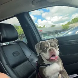 Old English bulldog