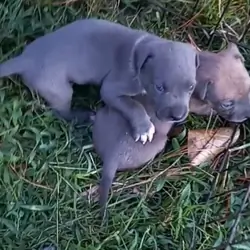 American pitbulls
