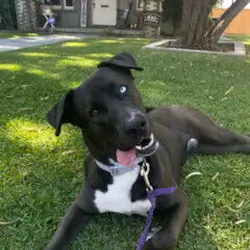 Dog