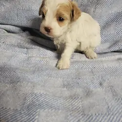 Maltipoo puppies