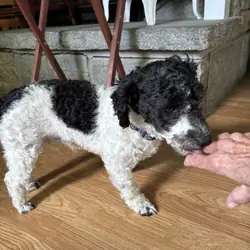 Toy Poodle ,  male, one year old. Adop.fee $600.