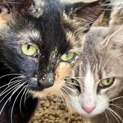 Cats/ kittens (free)