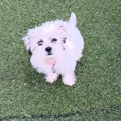 maltipoo