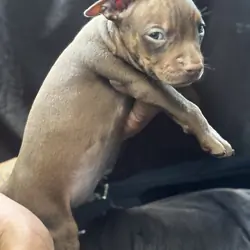Chocolate Tri Color Red Nose Pitbull puppies
