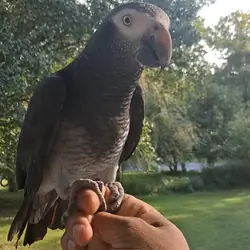 Timneh african grey