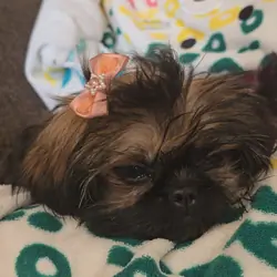 AKC Shih Tzu puppies.