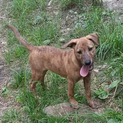 Lab hound female
