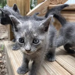 Beautiful "Millennial Gray" and Dilute Tortie Kitt