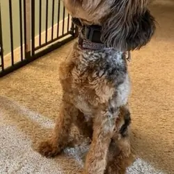 Cockapoo