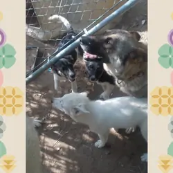 austrailian Shepard/border collie puos