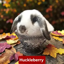 Adorable Holland lop babies