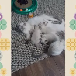 Siamese kittens