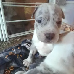 Merle bully puppy $ or trade