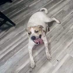 1 year old female dog