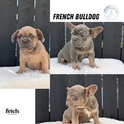 AKC FRENCH BULLDOG PUPS