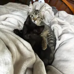 kitties