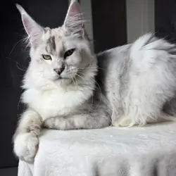 Main coon