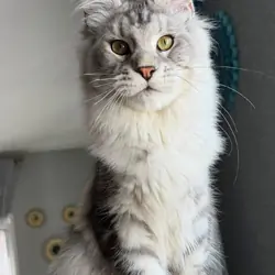 Maine Coon
