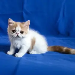 Exotic Shorthair boy