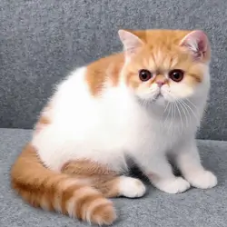 Exotic Shorthair Male