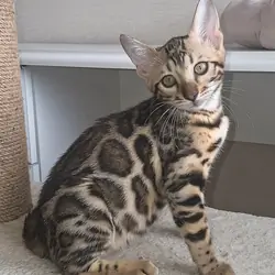 lovely Bengal girl