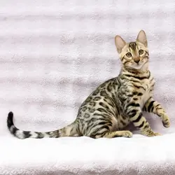 Striking Bengal Boy