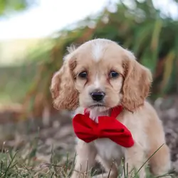 Male Cocker Spaniel