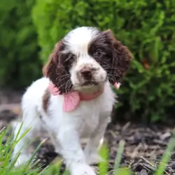 Female Cocker Spaniel