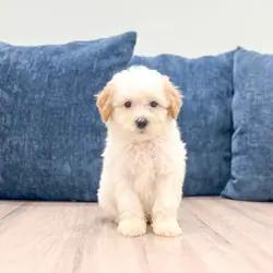 Male Toy Poodle