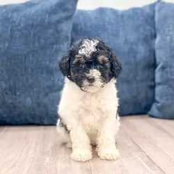 Female Toy Poodle