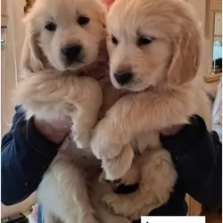 Beautiful Golden Retriever Puppies