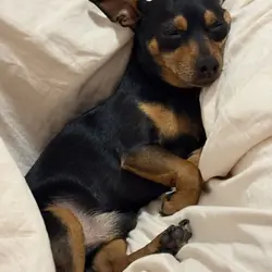 German Pinscher Dog