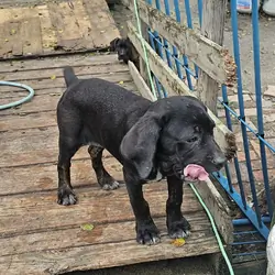 ICCF Registered Cane Corso puppies