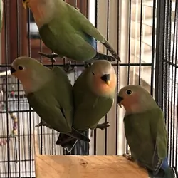 Peach-Faced Lovebirds