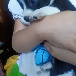 Chihuahua puppies
