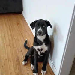 Husky/lab