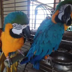 Blue and Gold Macaws