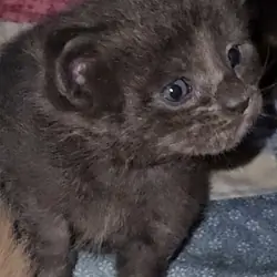 Maine coon kittens