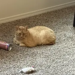 cats