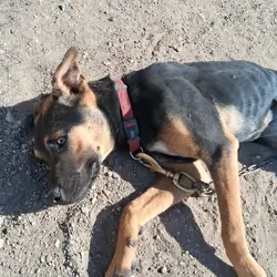 Pitbull mix