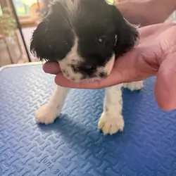 Cocker Spaniel puppies