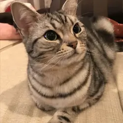 American Shorthair Cat