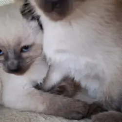 Traditional Traditional Applehead purebred Siamese