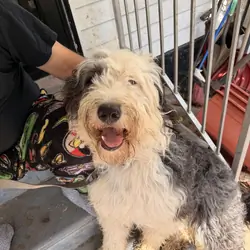 Male Old English Sheepdog/ Great Pyrenees Pup